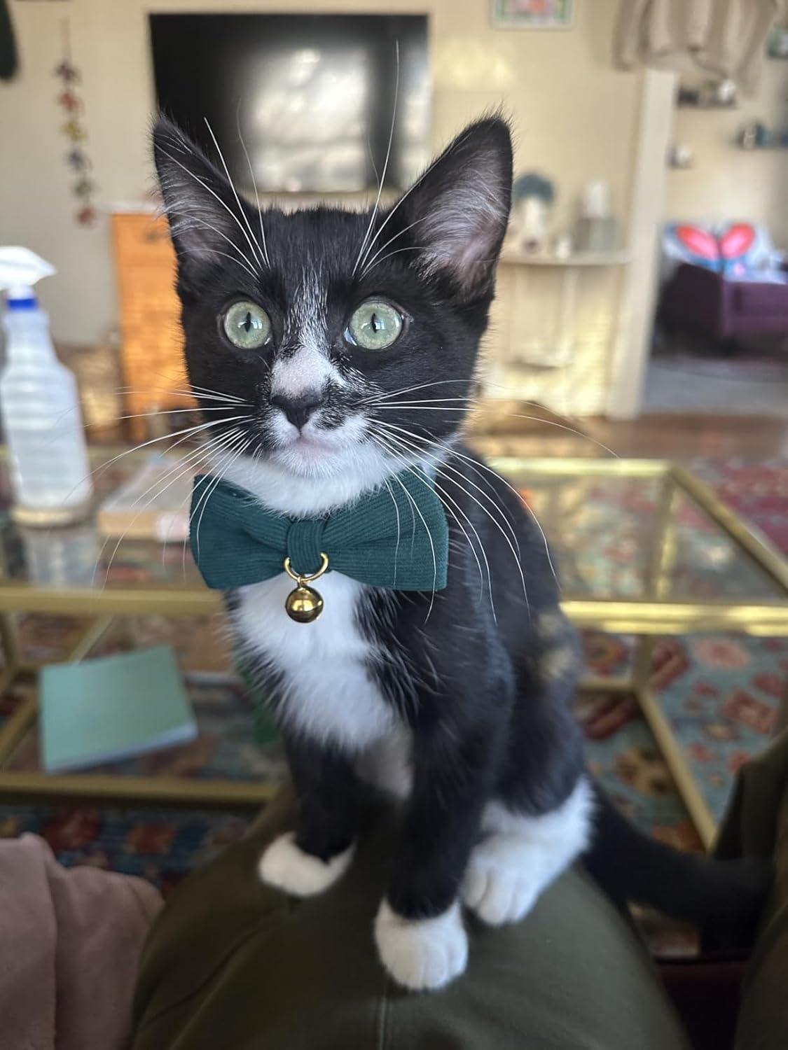 2 Pack Soft Corduroy Cat Collars with Bow Tie & Bell B845