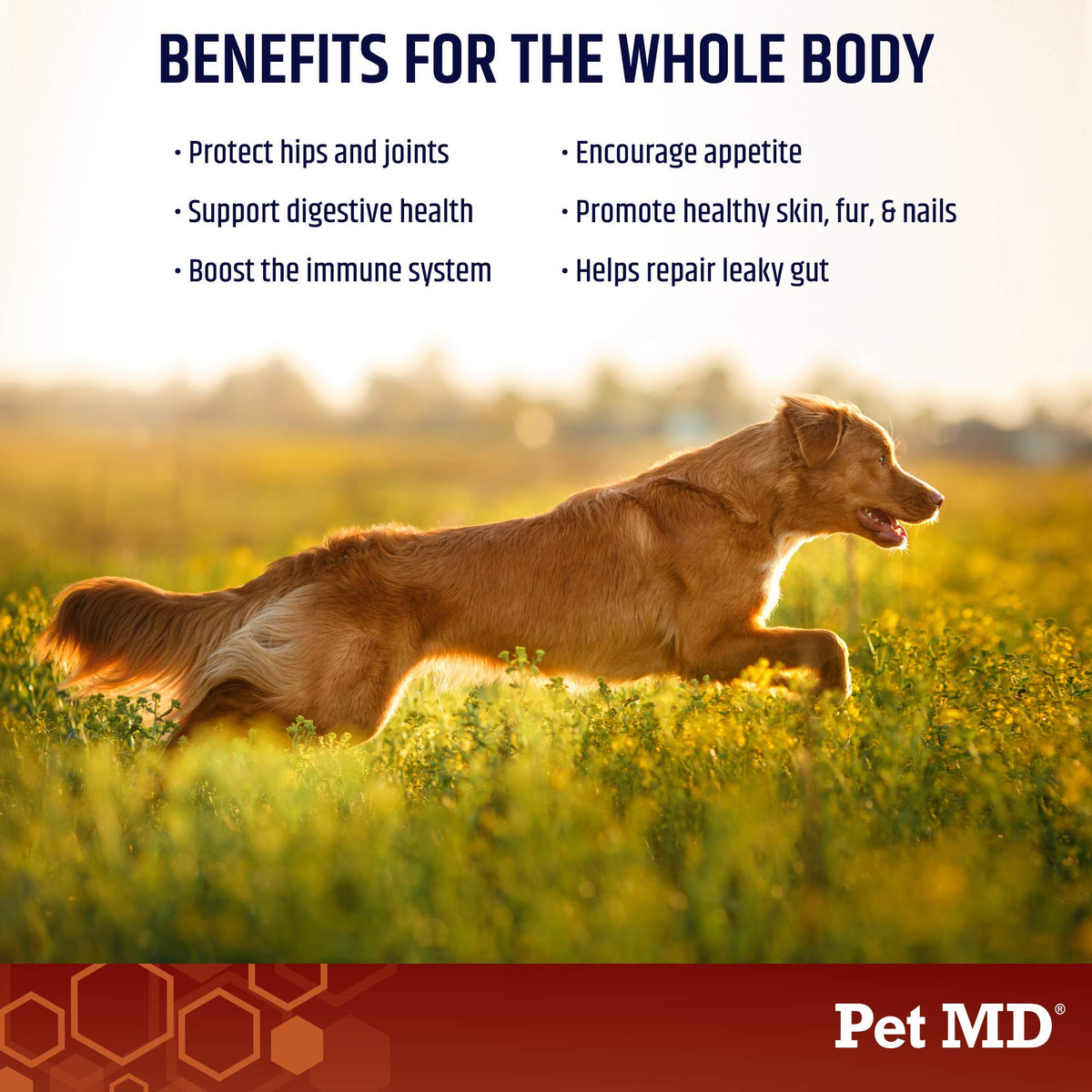 Bone Broth Powder Supplement & Peanut Butter Flavor Pill Paste B8589