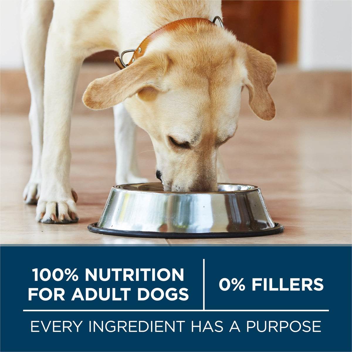Chicken Large Breed Dry Dog Food 31.1 lb Bag E766
