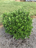 Gardenia jasminoides 'August Beauty' 3 Gallon A753765