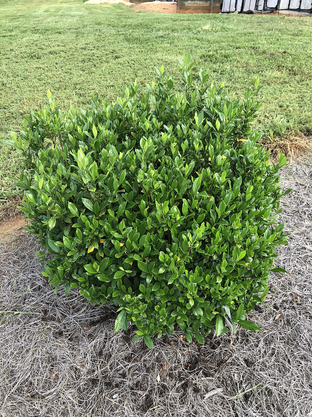 Gardenia jasminoides 'August Beauty' 3 Gallon A753765